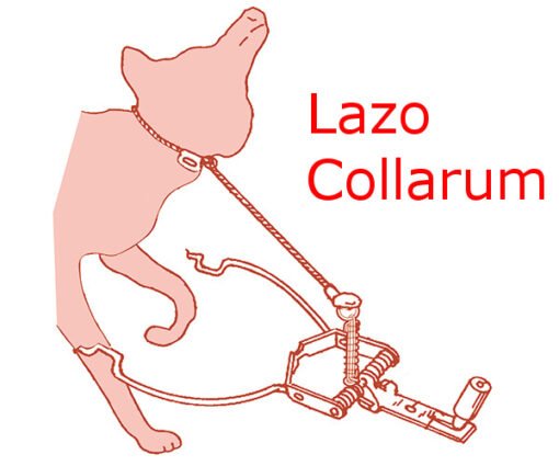 Lazo collarum